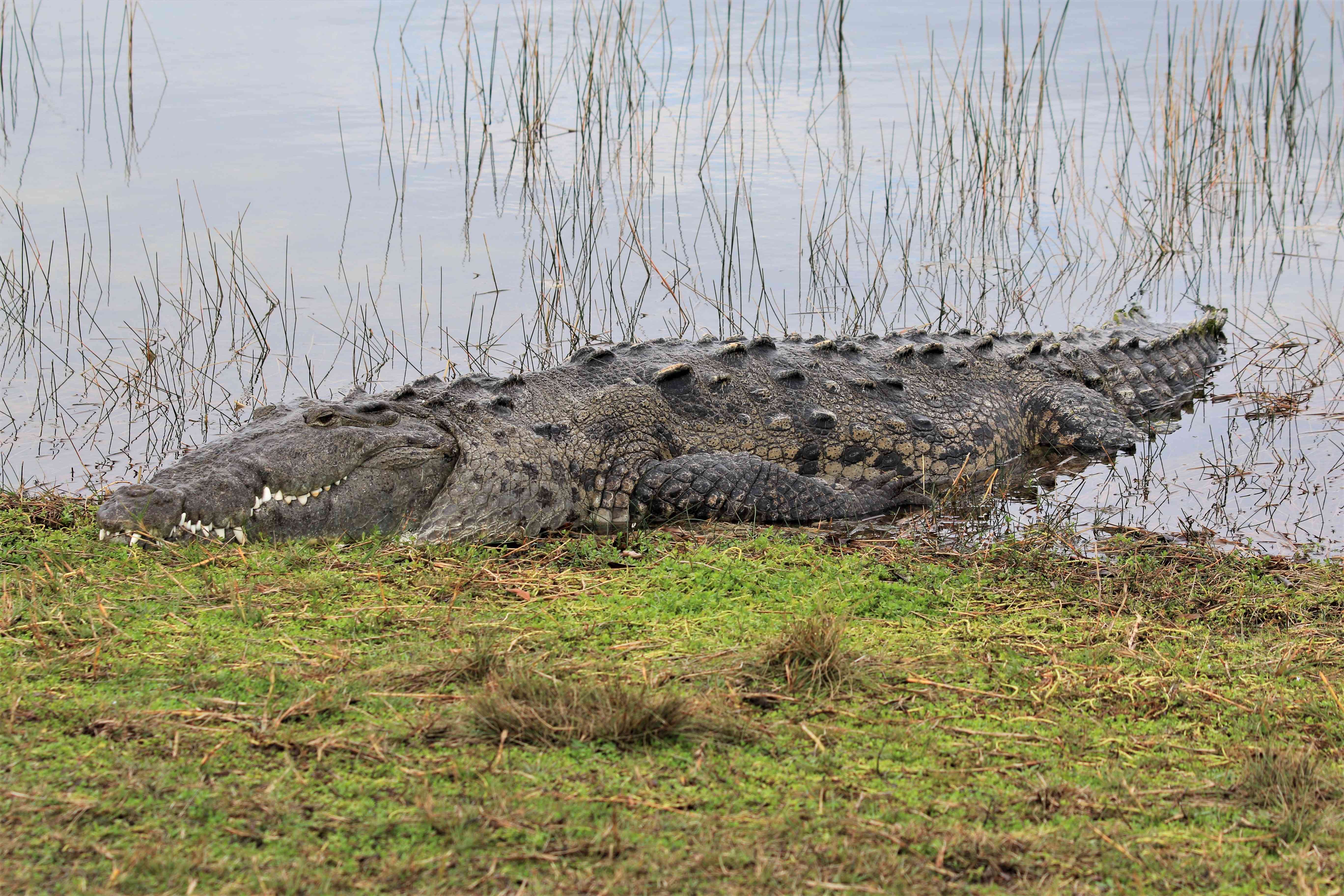 A huge crocodile